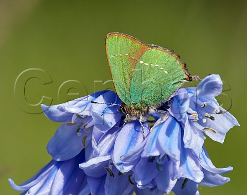 Green Hairstreak nectaring on bluebells  Molesey Reservoirs Nature Reserve West Molesey Surrey England