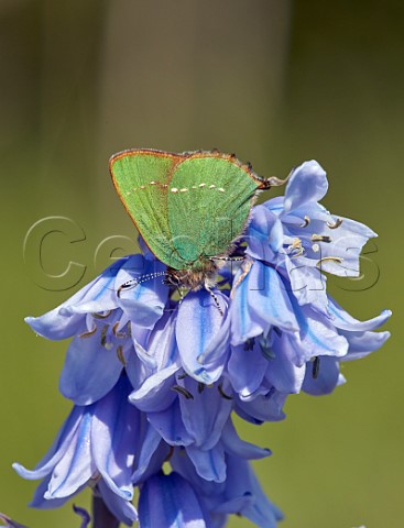 Green Hairstreak nectaring on bluebells  Molesey Reservoirs Nature Reserve West Molesey Surrey England