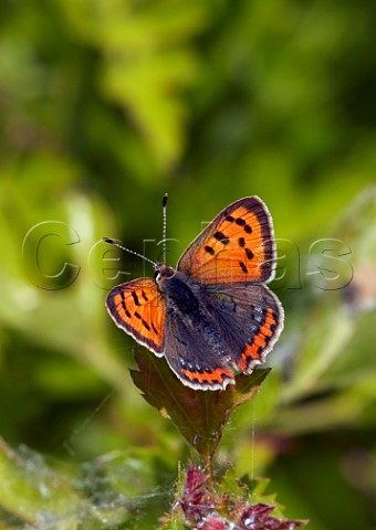 Small Copper form caeruleopunctata  Molesey Reservoirs Nature Reserve West Molesey Surrey England