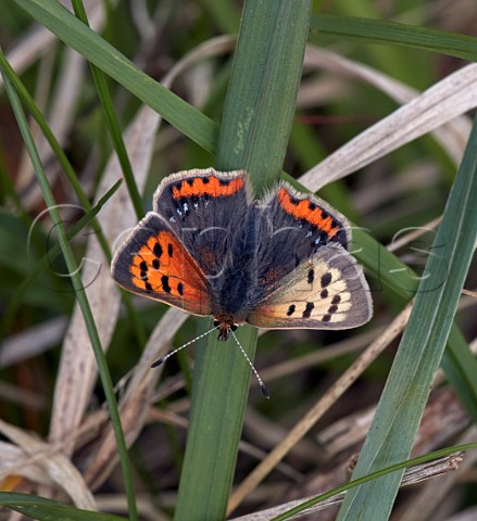 Small Copper aberration partimtransformis  form caeruleopunctata  Molesey Reservoirs Nature Reserve West Molesey Surrey England