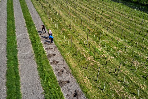 Planting Seyval Blanc vines in spring  Godstone Vineyards Godstone Surrey England