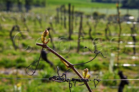 Budburst on Bacchus vine Godstone Vineyards Godstone Surrey England