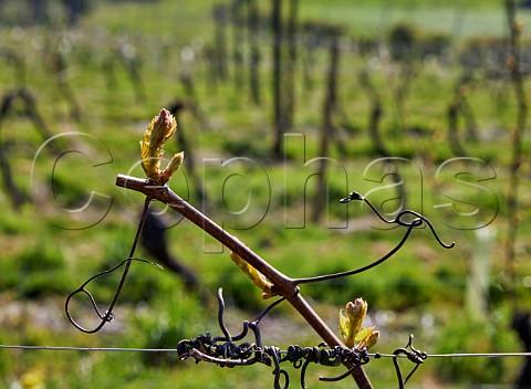 Budburst on Bacchus vine Godstone Vineyards Godstone Surrey England