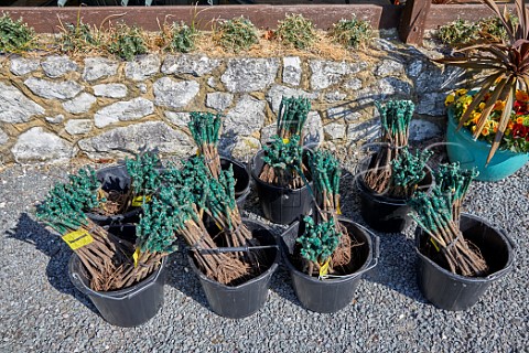 Seyval Blanc vines ready for planting Godstone Vineyards Godstone Surrey England