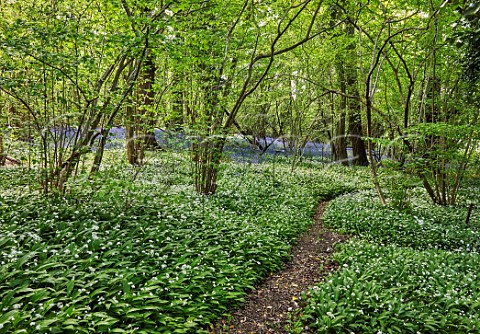 Bluebells and Wild Garlic flowering in woods at Godstone Vineyards Godstone Surrey England