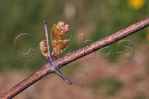 Budburst on Bacchus vine Godstone Vineyards Godstone Surrey England