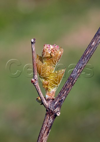 Budburst on Bacchus vine Godstone Vineyards Godstone Surrey England