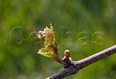 Budburst on Bacchus vine Godstone Vineyards Godstone Surrey England