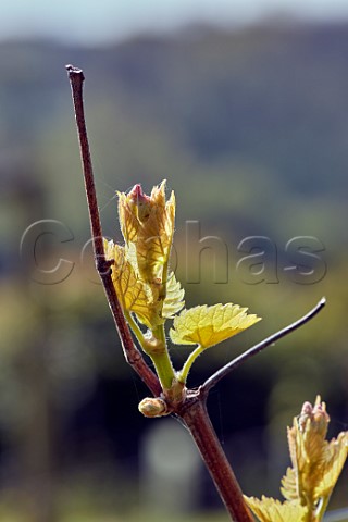 Budburst on Bacchus vine Godstone Vineyards Godstone Surrey England