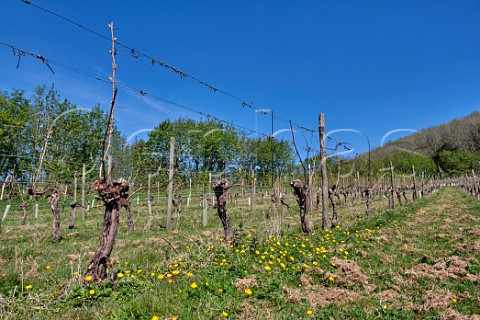 Spring flowers and Seyval Blanc vines  Godstone Vineyards Godstone Surrey England