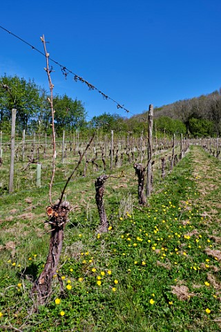 Spring flowers and Seyval Blanc vines  Godstone Vineyards Godstone Surrey England