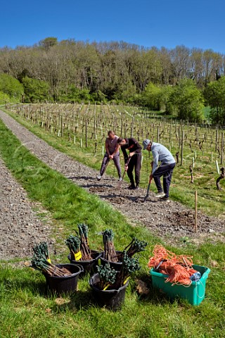 Planting Seyval Blanc vines in spring  Godstone Vineyards Godstone Surrey England
