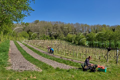 Planting Seyval Blanc vines in spring  Godstone Vineyards Godstone Surrey England