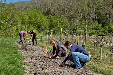 Planting Seyval Blanc vines in spring  Godstone Vineyards Godstone Surrey England