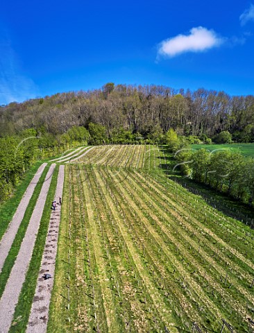 Planting Seyval Blanc vines in spring  Godstone Vineyards Godstone Surrey England