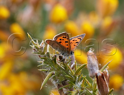 Small Copper perched on gorse Molesey Reservoirs Nature Reserve West Molesey Surrey England