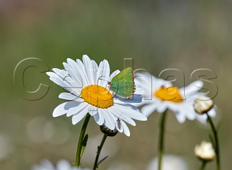 Green Hairstreak nectaring on Oxeye Daisy Molesey Reservoirs Nature Reserve West Molesey Surrey England