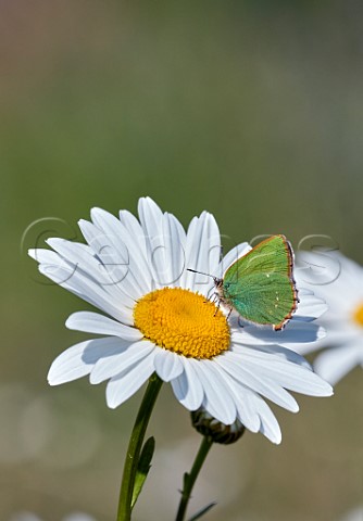 Green Hairstreak nectaring on Oxeye Daisy Molesey Reservoirs Nature Reserve West Molesey Surrey England