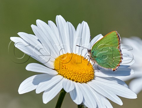 Green Hairstreak nectaring on Oxeye Daisy Molesey Reservoirs Nature Reserve West Molesey Surrey England