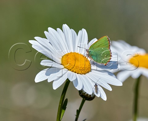 Green Hairstreak nectaring on Oxeye Daisy Molesey Reservoirs Nature Reserve West Molesey Surrey England