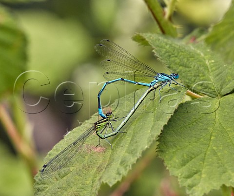 Mating pair of Azure Damselflies  Molesey Heath Nature Reserve West Molesey Surrey England