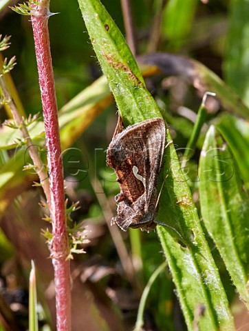 Dewicks Plusia Molesey Heath Nature Reserve West Molesey Surrey England