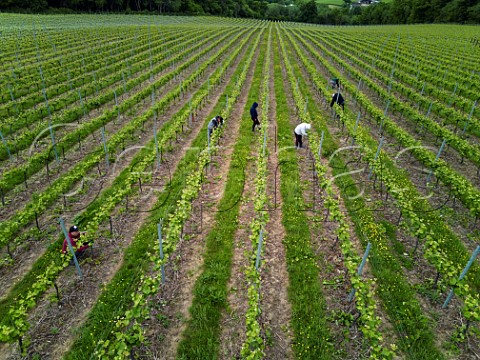 Bud rubbing in spring in vineyard of Busi Jacobsohn Wine Estate Eridge East Sussex England