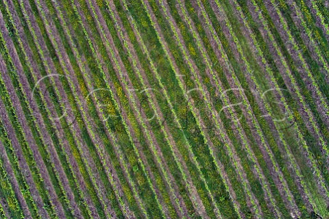 Grass cover crop and spring buttercups in vineyard of Busi Jacobsohn Wine Estate Eridge East Sussex England