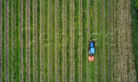 Mowing the grass cover crop between the rows in Chardonnay vineyard of Busi Jacobsohn Wine Estate Eridge East Sussex England