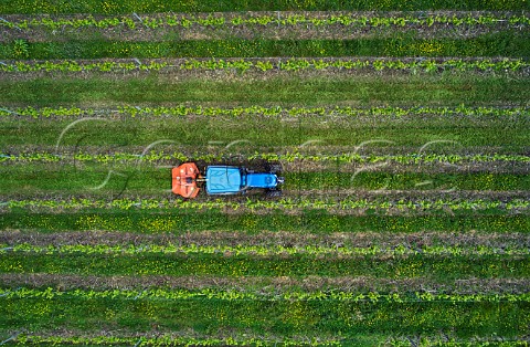 Mowing the grass cover crop between the rows in Chardonnay vineyard of Busi Jacobsohn Wine Estate Eridge East Sussex England