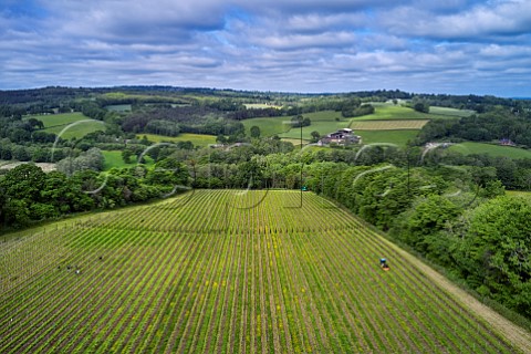 Mowing and bud rubbing in spring in Chardonnay vineyard of Busi Jacobsohn Wine Estate Eridge East Sussex England