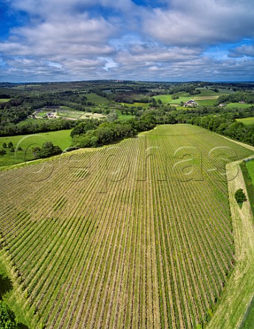 Vineyard of Busi Jacobsohn Wine Estate Eridge East Sussex England