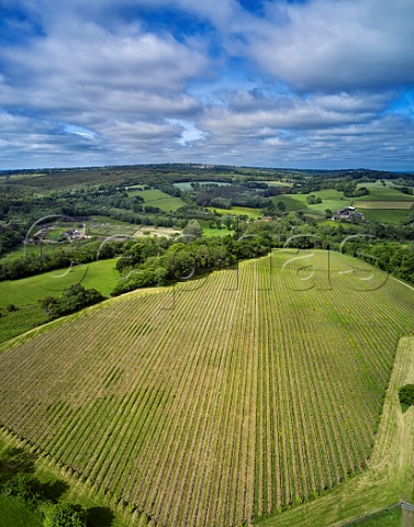 Vineyard of Busi Jacobsohn Wine Estate Eridge East Sussex England