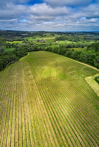 Vineyard of Busi Jacobsohn Wine Estate Eridge East Sussex England