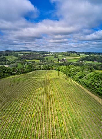 Vineyard of Busi Jacobsohn Wine Estate Eridge East Sussex England