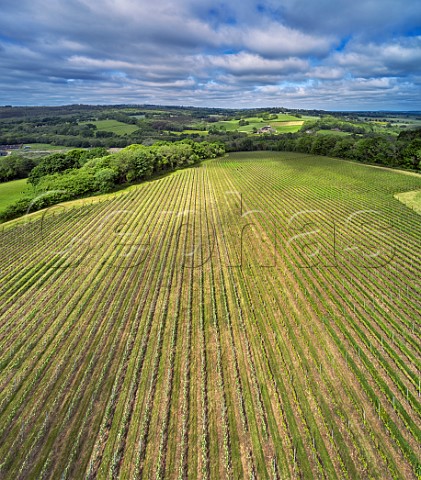 Vineyard of Busi Jacobsohn Wine Estate Eridge East Sussex England