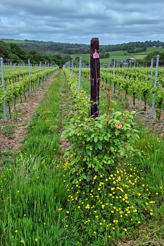 Pinot Noir vines in spring with grass cover crop between the rows Busi Jacobsohn Wine Estate Eridge East Sussex England