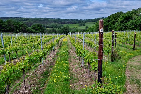 Chardonnay vines in spring with grass cover crop between the rows Busi Jacobsohn Wine Estate Eridge East Sussex England