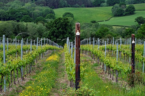 Chardonnay vines in spring with grass cover crop between the rows Busi Jacobsohn Wine Estate Eridge East Sussex England