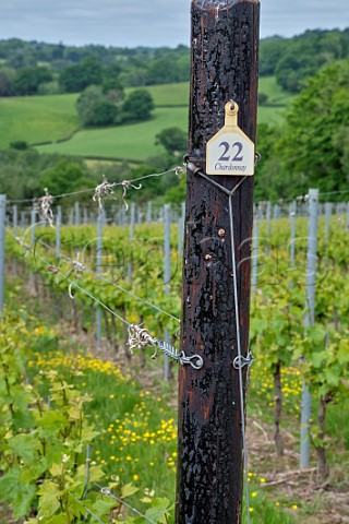 Chardonnay vines in spring with grass cover crop between the rows Busi Jacobsohn Wine Estate Eridge East Sussex England