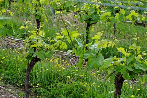 Chardonnay vines in spring with grass cover crop between the rows Busi Jacobsohn Wine Estate Eridge East Sussex England