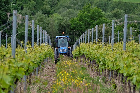 Douglas Jacobsohn mowing grass cover crop between the rows of Chardonnay vines Busi Jacobsohn Wine Estate Eridge East Sussex England