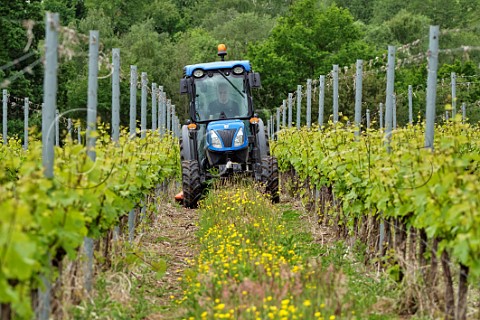 Douglas Jacobsohn mowing grass cover crop between the rows of Chardonnay vines Busi Jacobsohn Wine Estate Eridge East Sussex England