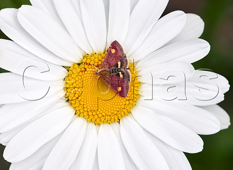 Mint Moth on Oxeye Daisy Molesey Reservoirs Nature Reserve West Molesey Surrey England