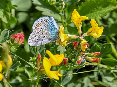 Common Blue nectaring on Birdsfoot Trefoil Molesey Heath Nature Reserve West Molesey Surrey England