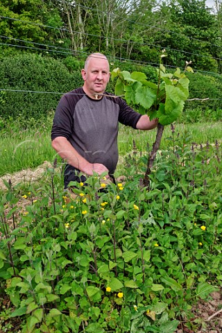 Tim Gowan with Rondo vine in vineyard of Torview Wines Wild flowers are allowed to grow between the vines to reduce vigour and enhance biodiversity Sheepwash Beaworthy Devon England