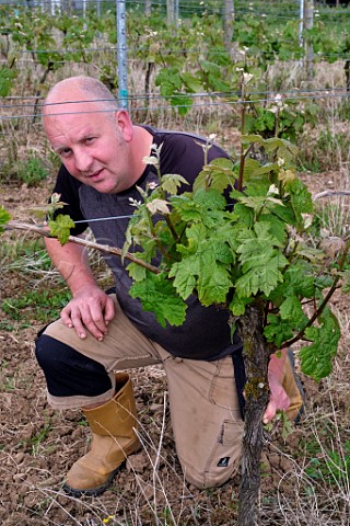 Tim Gowan removing excess shoots from Dornfelder vine in vineyard of Torview Wines Sheepwash Beaworthy Devon England