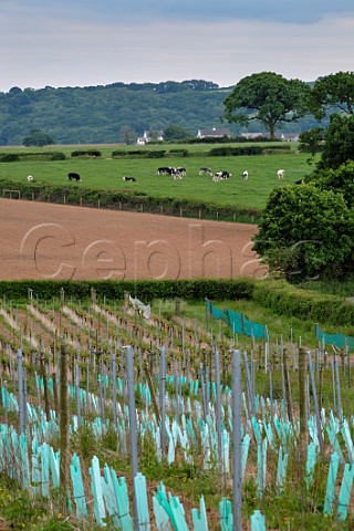 Section of Torview Wines vineyard Wild flowers are allowed to grow between the vines to reduce vigour and enhance biodiversity Sheepwash Beaworthy Devon England