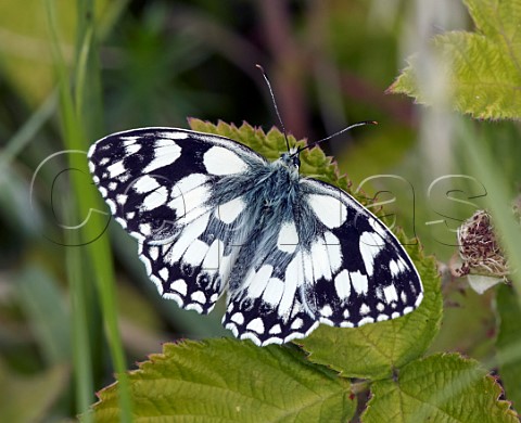 Marbled White Molesey Reservoirs Nature Reserve West Molesey Surrey England