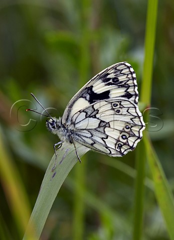 Marbled White Molesey Reservoirs Nature Reserve West Molesey Surrey England